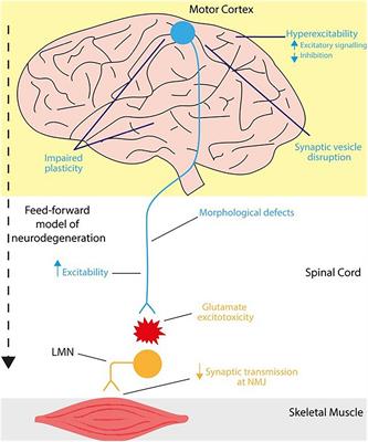 Emerging Mechanisms Underpinning Neurophysiological Impairments in C9ORF72 Repeat Expansion-Mediated Amyotrophic Lateral Sclerosis/Frontotemporal Dementia